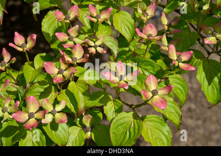 Cornus Kousa Satomi Stockfoto