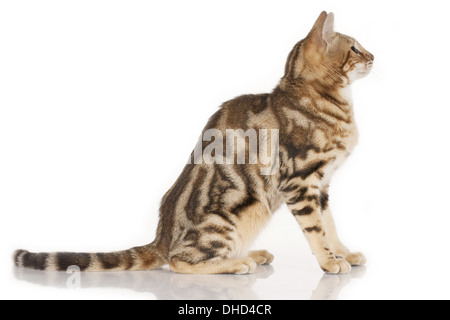 Bengal-Katze seitlich isoliert auf weiss Stockfoto