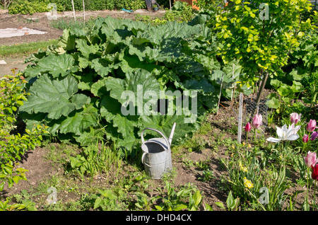 Rhabarber auf die Zuteilung. Stockfoto