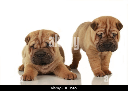 Zwei Shar pei Welpen isoliert auf weiss Stockfoto