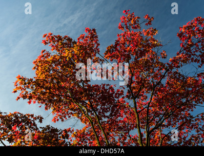 Oberen Äste und Blätter von einem japanischen Ahorn mit Herbst Blätter rot und Orange vor blauem Himmel. Stockfoto