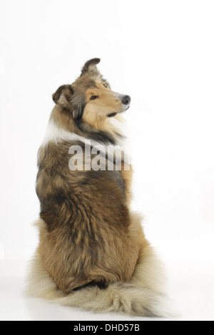 amerikanische Collie isoliert auf weiss Stockfoto