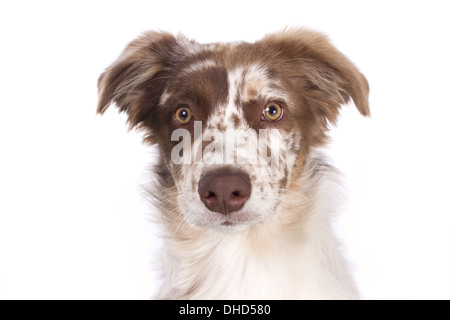 Australischer Schäferhund-Porträt Stockfoto