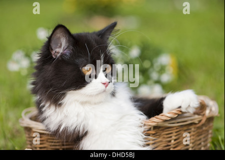 Highlander kitten Stockfoto