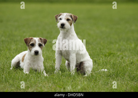 Zwei Parson-Russell-Terrier in natürlicher Umgebung Stockfoto