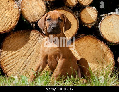 Rhodesian Ridgeback Stockfoto