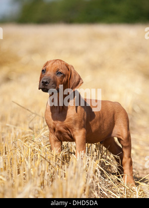 Rhodesian Ridgeback whelp Stockfoto