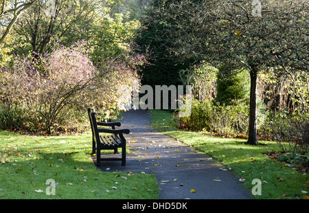 Parkbank unter Pflanzen und Rasen im Herbst Sonnenlicht. Stockfoto