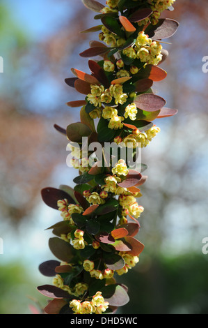 Zwerg Redleaved Berberitze Stockfoto