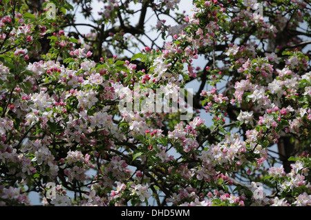 Apfelblüten Stockfoto