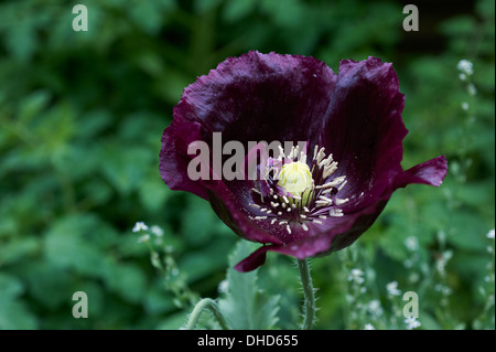 Schwarzer Mohn bedeckt Regentropfen Stockfoto