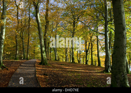 footpath through wood in autumn Stockfoto