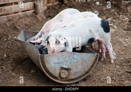 Vier kleine Schweine zu essen, in der Scheune Stockfoto