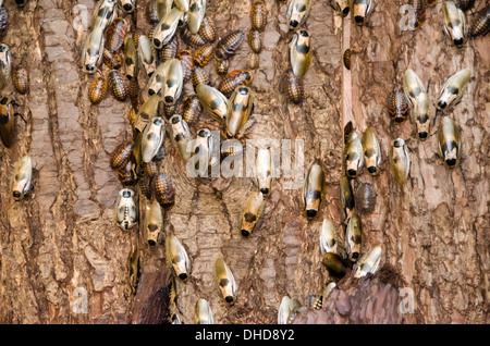 Kakerlaken auf Baumrinde Stockfoto