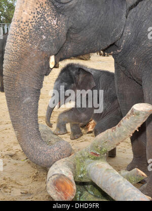 Dunstable, Bedfordshire, UK. 7. November 2013. ZSL Whipsnade Zoo ist eine neue Ankunft – 20 wenige asiatische Elefant Kalb Trompeten. Drei Wochen altes Baby Max geboren um 05:00 am 12. Oktober zu zweiten Mal Mutter Karishma, drei Fuß hoch und eine saftige 129,5 kg wiegt. Brian Jordan/Alamy Live-Nachrichten. Stockfoto