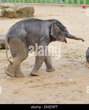 Dunstable, Bedfordshire, UK. 7. November 2013. ZSL Whipsnade Zoo ist eine neue Ankunft – 20 wenige asiatische Elefant Kalb Trompeten. Drei Wochen altes Baby Max geboren um 05:00 am 12. Oktober zu zweiten Mal Mutter Karishma, drei Fuß hoch und eine saftige 129,5 kg wiegt. Brian Jordan/Alamy Live-Nachrichten. Stockfoto