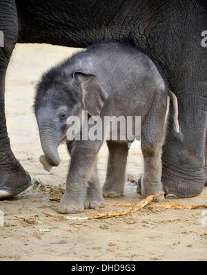 Dunstable, Bedfordshire, UK. 7. November 2013. ZSL Whipsnade Zoo ist eine neue Ankunft – 20 wenige asiatische Elefant Kalb Trompeten. Drei Wochen altes Baby Max geboren um 05:00 am 12. Oktober zu zweiten Mal Mutter Karishma, drei Fuß hoch und eine saftige 129,5 kg wiegt. Brian Jordan/Alamy Live-Nachrichten. Stockfoto