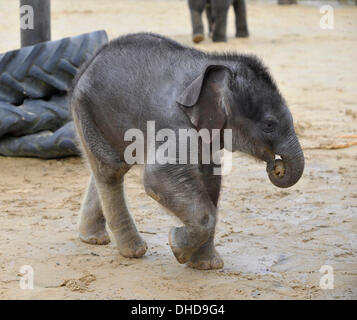 Dunstable, Bedfordshire, UK. 7. November 2013. ZSL Whipsnade Zoo ist eine neue Ankunft – 20 wenige asiatische Elefant Kalb Trompeten. Drei Wochen altes Baby Max geboren um 05:00 am 12. Oktober zu zweiten Mal Mutter Karishma, drei Fuß hoch und eine saftige 129,5 kg wiegt. Brian Jordan/Alamy Live-Nachrichten. Stockfoto