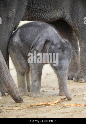 Dunstable, Bedfordshire, UK. 7. November 2013. ZSL Whipsnade Zoo ist eine neue Ankunft – 20 wenige asiatische Elefant Kalb Trompeten. Drei Wochen altes Baby Max geboren um 05:00 am 12. Oktober zu zweiten Mal Mutter Karishma, drei Fuß hoch und eine saftige 129,5 kg wiegt. Brian Jordan/Alamy Live-Nachrichten. Stockfoto