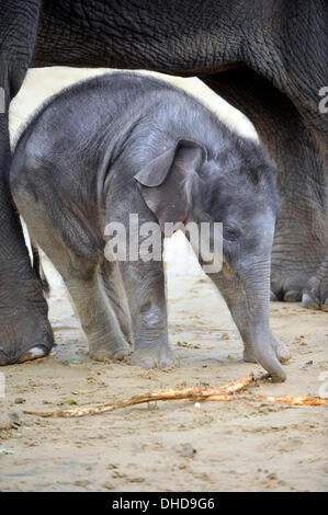 Dunstable, Bedfordshire, UK. 7. November 2013. ZSL Whipsnade Zoo ist eine neue Ankunft – 20 wenige asiatische Elefant Kalb Trompeten. Drei Wochen altes Baby Max geboren um 05:00 am 12. Oktober zu zweiten Mal Mutter Karishma, drei Fuß hoch und eine saftige 129,5 kg wiegt. Brian Jordan/Alamy Live-Nachrichten. Stockfoto