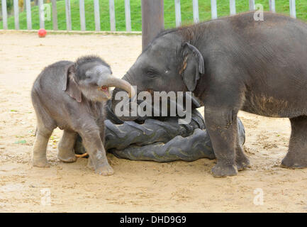 Dunstable, Bedfordshire, UK. 7. November 2013. ZSL Whipsnade Zoo ist eine neue Ankunft – 20 wenige asiatische Elefant Kalb Trompeten. Drei Wochen altes Baby Max geboren um 05:00 am 12. Oktober zu zweiten Mal Mutter Karishma, drei Fuß hoch und eine saftige 129,5 kg wiegt. Brian Jordan/Alamy Live-Nachrichten. Stockfoto