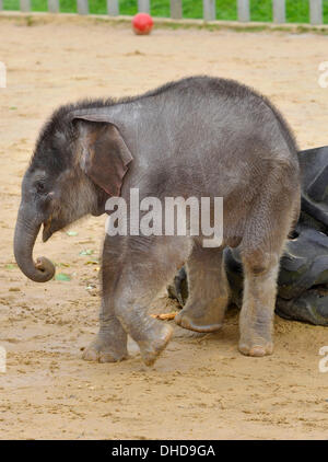 Dunstable, Bedfordshire, UK. 7. November 2013. ZSL Whipsnade Zoo ist eine neue Ankunft – 20 wenige asiatische Elefant Kalb Trompeten. Drei Wochen altes Baby Max geboren um 05:00 am 12. Oktober zu zweiten Mal Mutter Karishma, drei Fuß hoch und eine saftige 129,5 kg wiegt. Brian Jordan/Alamy Live-Nachrichten. Stockfoto