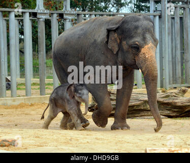 Dunstable, Bedfordshire, UK. 7. November 2013. ZSL Whipsnade Zoo ist eine neue Ankunft – 20 wenige asiatische Elefant Kalb Trompeten. Drei Wochen altes Baby Max geboren um 05:00 am 12. Oktober zu zweiten Mal Mutter Karishma, drei Fuß hoch und eine saftige 129,5 kg wiegt. Brian Jordan/Alamy Live-Nachrichten. Stockfoto