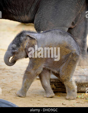 Dunstable, Bedfordshire, UK. 7. November 2013. ZSL Whipsnade Zoo ist eine neue Ankunft – 20 wenige asiatische Elefant Kalb Trompeten. Drei Wochen altes Baby Max geboren um 05:00 am 12. Oktober zu zweiten Mal Mutter Karishma, drei Fuß hoch und eine saftige 129,5 kg wiegt. Brian Jordan/Alamy Live-Nachrichten. Stockfoto