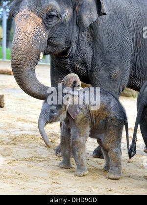 Dunstable, Bedfordshire, UK. 7. November 2013. ZSL Whipsnade Zoo ist eine neue Ankunft – 20 wenige asiatische Elefant Kalb Trompeten. Drei Wochen altes Baby Max geboren um 05:00 am 12. Oktober zu zweiten Mal Mutter Karishma, drei Fuß hoch und eine saftige 129,5 kg wiegt. Brian Jordan/Alamy Live-Nachrichten. Stockfoto