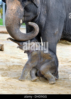 Dunstable, Bedfordshire, UK. 7. November 2013. ZSL Whipsnade Zoo ist eine neue Ankunft – 20 wenige asiatische Elefant Kalb Trompeten. Drei Wochen altes Baby Max geboren um 05:00 am 12. Oktober zu zweiten Mal Mutter Karishma, drei Fuß hoch und eine saftige 129,5 kg wiegt. Brian Jordan/Alamy Live-Nachrichten. Stockfoto