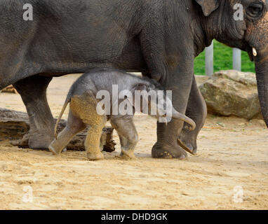 Dunstable, Bedfordshire, UK. 7. November 2013. ZSL Whipsnade Zoo ist eine neue Ankunft – 20 wenige asiatische Elefant Kalb Trompeten. Drei Wochen altes Baby Max geboren um 05:00 am 12. Oktober zu zweiten Mal Mutter Karishma, drei Fuß hoch und eine saftige 129,5 kg wiegt. Brian Jordan/Alamy Live-Nachrichten. Stockfoto