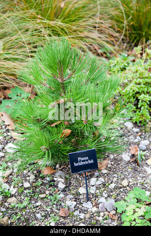 Eine Nahaufnahme von einer Pinus Heldreichii Miniatur Tanne im Garten am Bridgemere Baumschule und Garten Welt Cheshire England UK Stockfoto