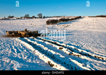 Schafe im Schnee bedeckt Feld Stockfoto