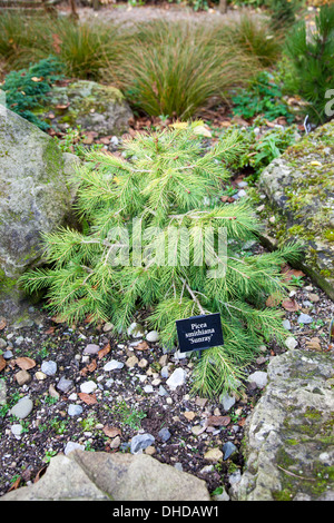 Eine Nahaufnahme von einem Picea Smithiana "Sunray" Nadelbaum Baum im Garten am Bridgemere Baumschule und Garten Welt Cheshire England UK Stockfoto