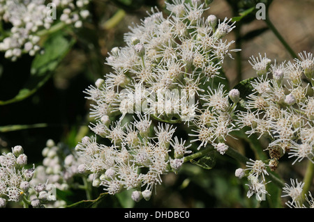 Späte Blüte Boneset Stockfoto