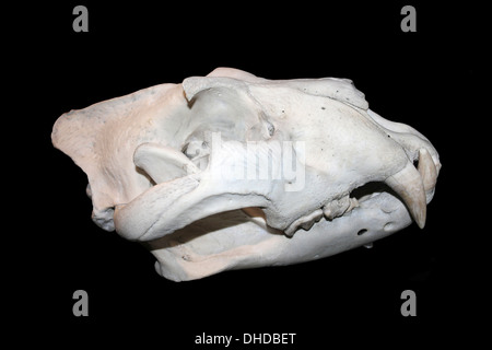 Löwe Panthera Leo Skull Stockfoto