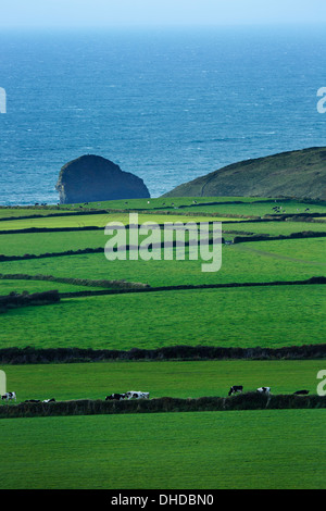 Eine Molkerei an der kornischen Küste mit grünen Wiesen mit friesischen Kühen und dem Meer im Hintergrund Stockfoto
