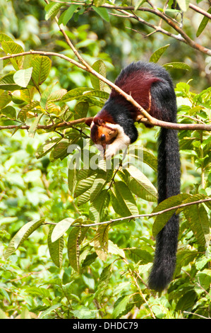 Indische Malabar riesiges Eichhörnchen Stockfoto