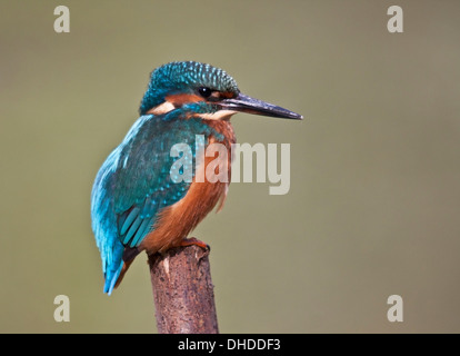 Eisvogel aus nächster Nähe Stockfoto