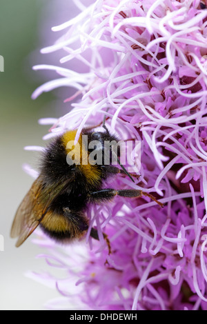 Hummel auf Liatris Spicata 'Kobold'.  Gemeinsamen Namen Schaltfläche "Snakewort"Kobold" Stockfoto