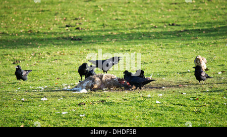 Raben Aufräumvorgang auf ein totes Schaf Stockfoto