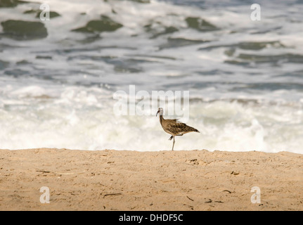 Regenbrachvogel Stehen auf einem Bein Kololi Beach Gambia Westafrika Stockfoto