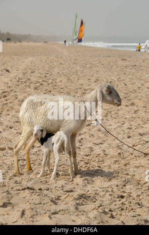 Gefesselte Schaf mit Lamm Kololi Beach Gambia Westafrika Stockfoto