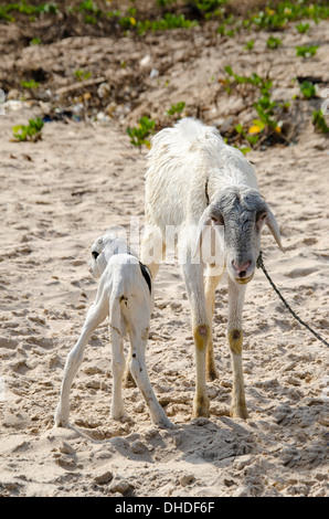 Gefesselte Schaf mit Lamm Kololi Beach Gambia Westafrika Stockfoto