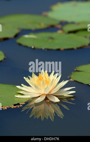 gelbe Lotus Blume Reflexion Stockfoto