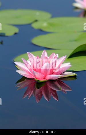 Rosa Lotus Blume Reflexion Stockfoto