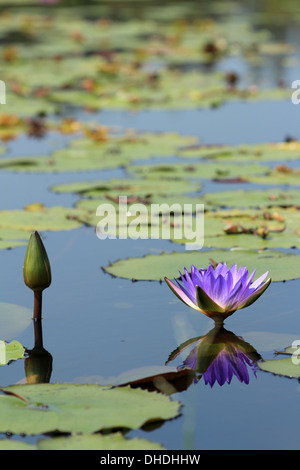 Lila Lotus Blume Reflexion Stockfoto