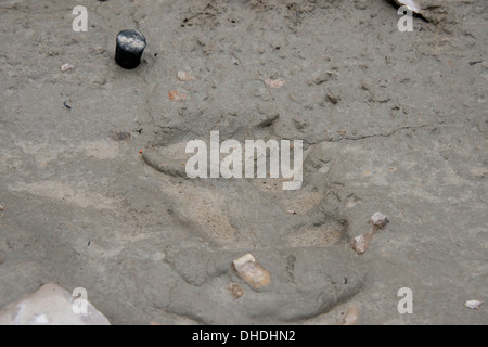 Kanada, Arktis-Archipel, Hudson Strait, Nunavut, Akpatok Insel. Polar Bear Paw print im Schlamm. Stockfoto