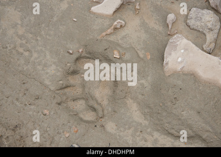 Kanada, Arktis-Archipel, Hudson Strait, Nunavut, Akpatok Insel. Polar Bear Paw print im Schlamm. Stockfoto