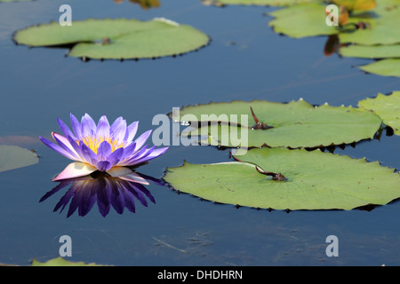 Lila Lotus Blume Reflexion Stockfoto